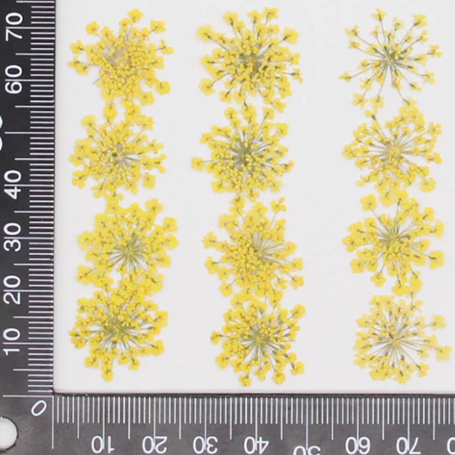 60pcs Pressed Dried 15-20mm Am - Dried Flower Bookmark 评论和价格