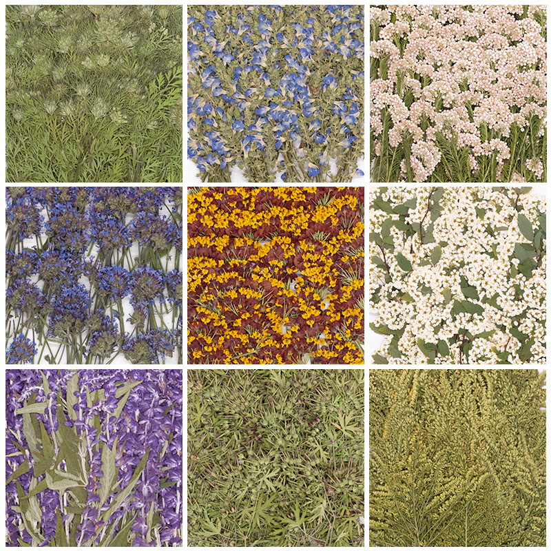 500Pcs Large Package of Fern P - Dried Flower Bookmark 评论和价格