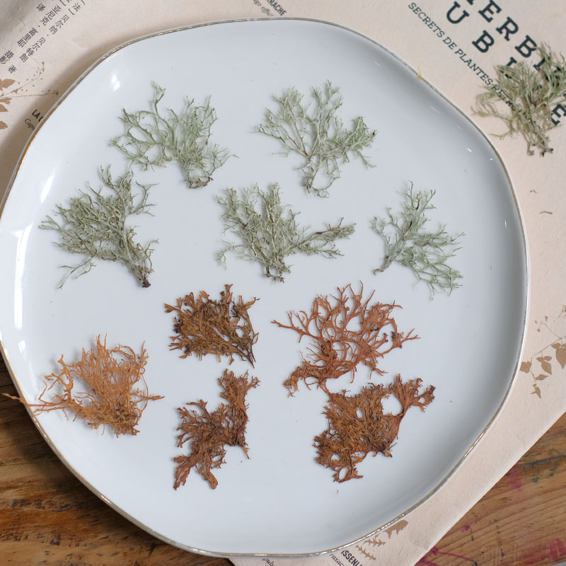 12pcs, Seaweed Aquatic Plants  - Dried Flower Bookmark 评论和价格
