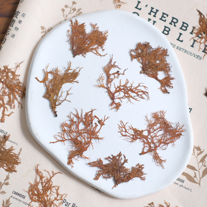 12pcs, Seaweed Aquatic Plants  - Dried Flower Bookmark 评论和价格