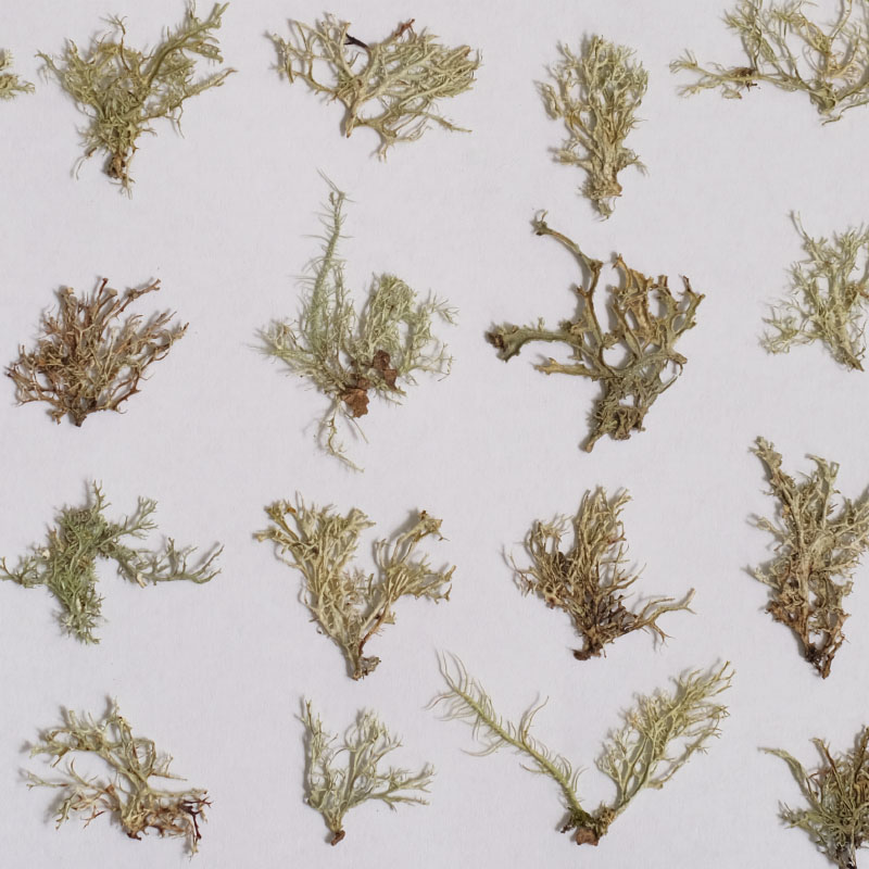 12pcs, Seaweed Aquatic Plants  - Dried Flower Bookmark 评论和价格