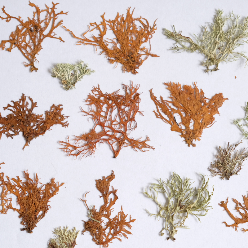 12pcs, Seaweed Aquatic Plants  - Dried Flower Bookmark 评论和价格